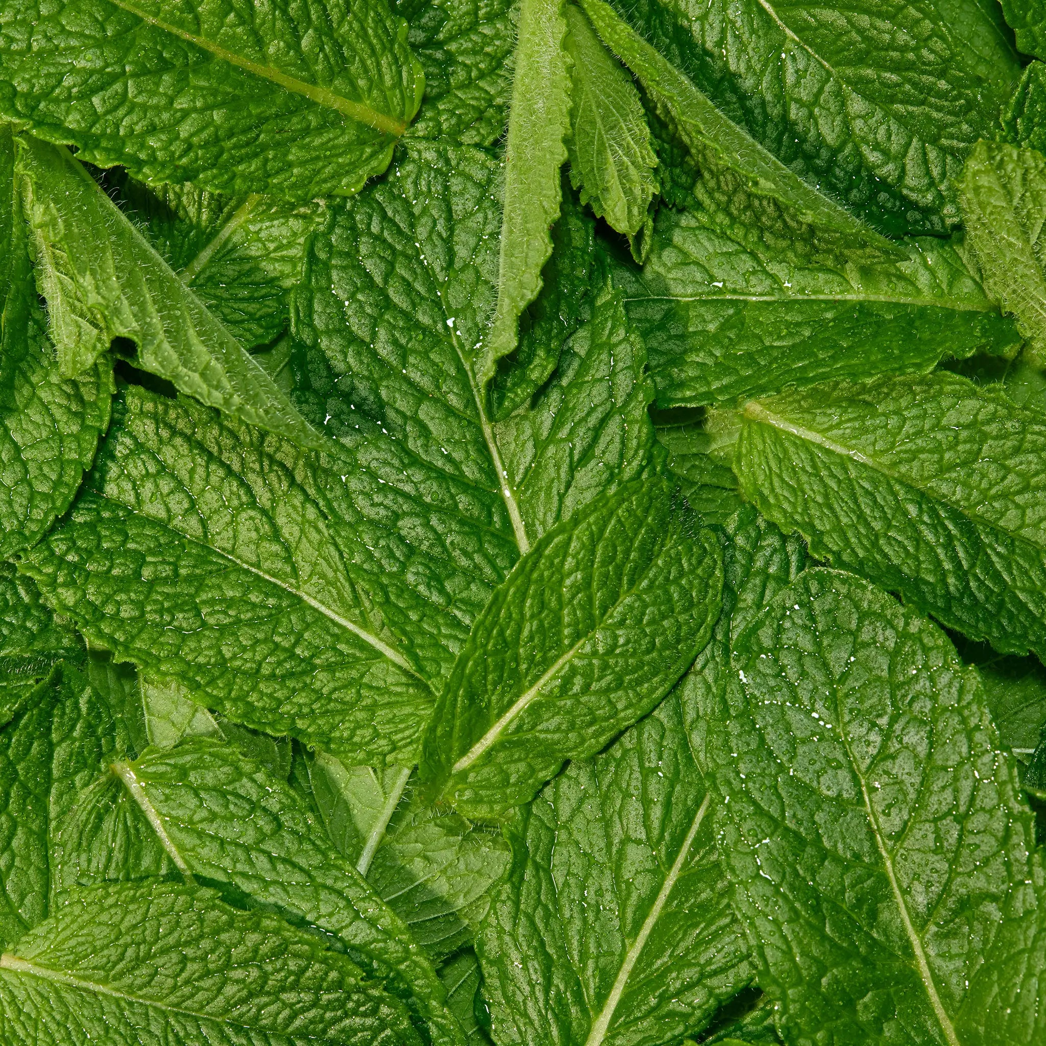 Peppermint Essentials Bundle - Image 7