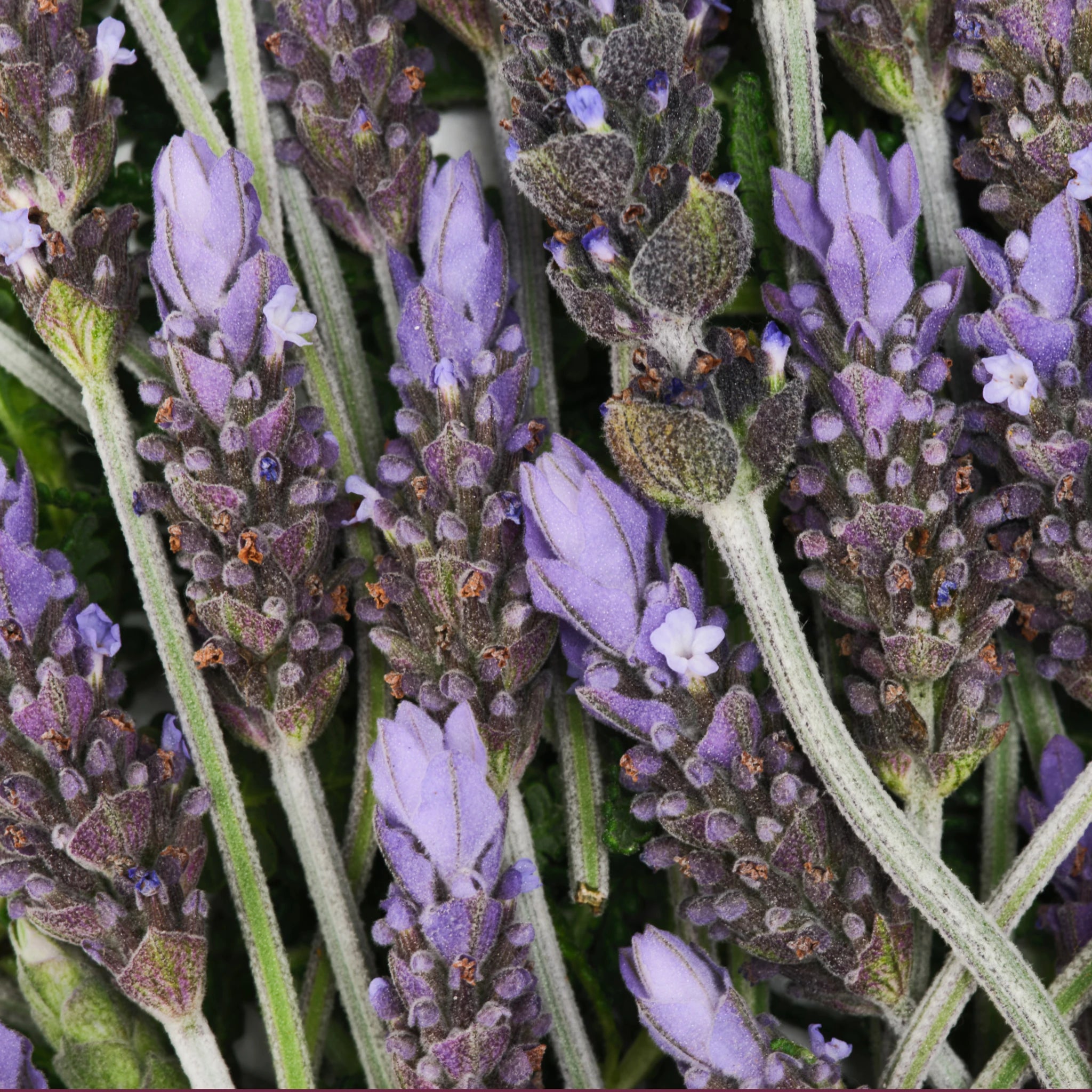 Calming Lavender Bundle - Image 7